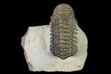 Crotalocephalina Trilobite - Atchana, Morocco #165895-1